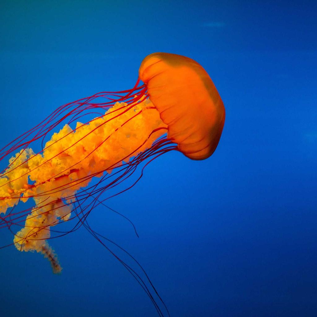 Tripod - professional stock photography